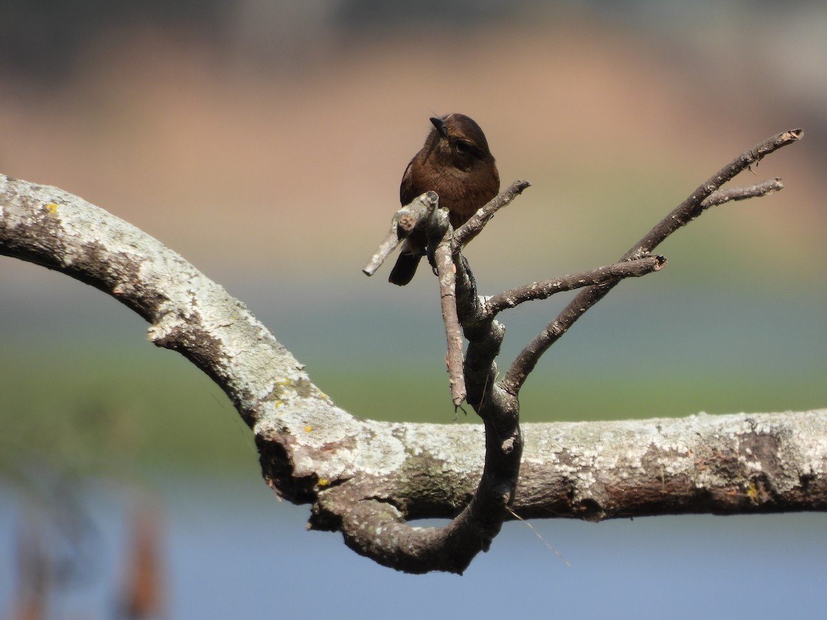 Pied Bushchat - ML631499214