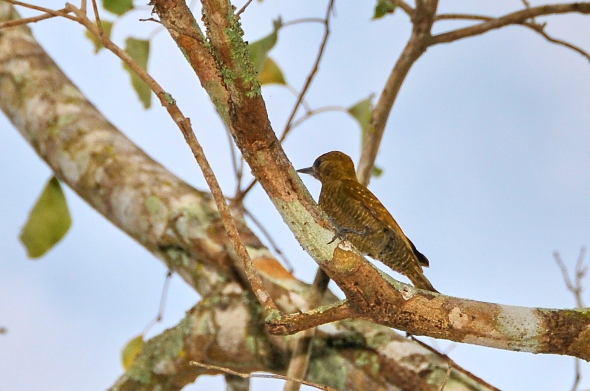 Little Woodpecker - ML631499267