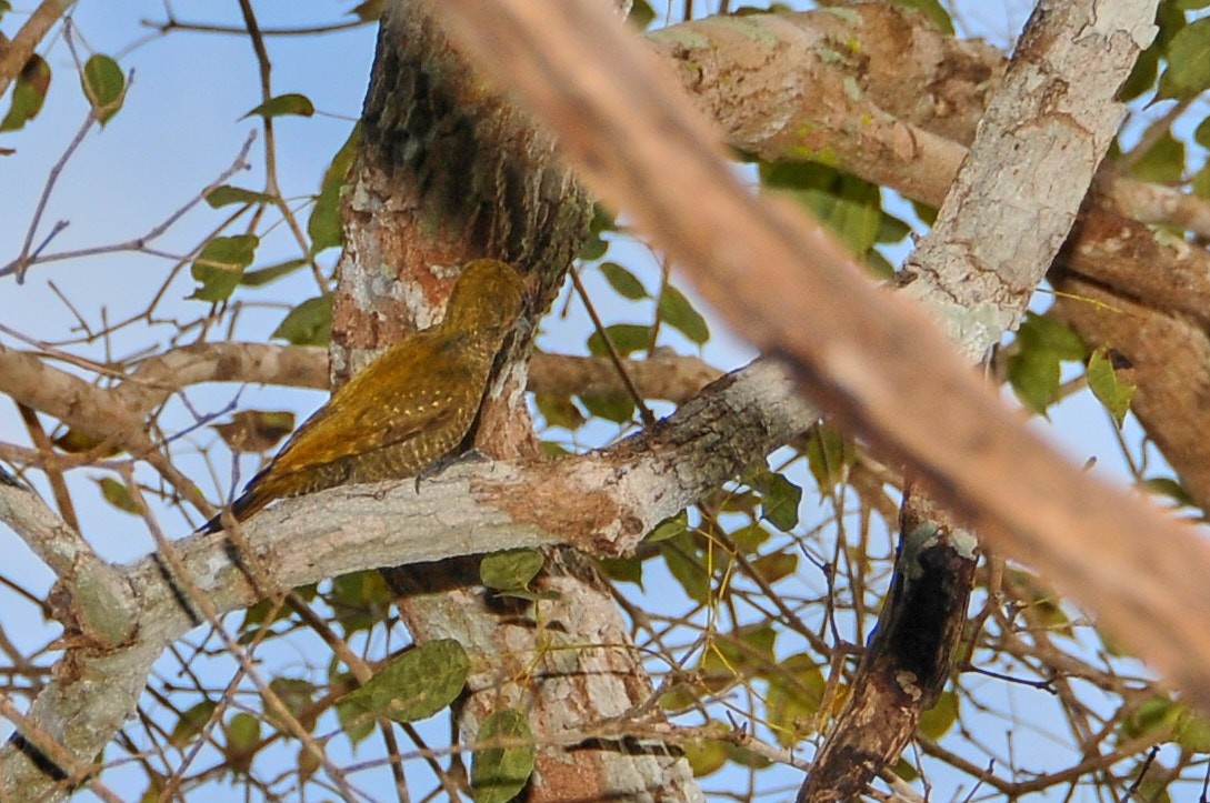 Little Woodpecker - ML631499268
