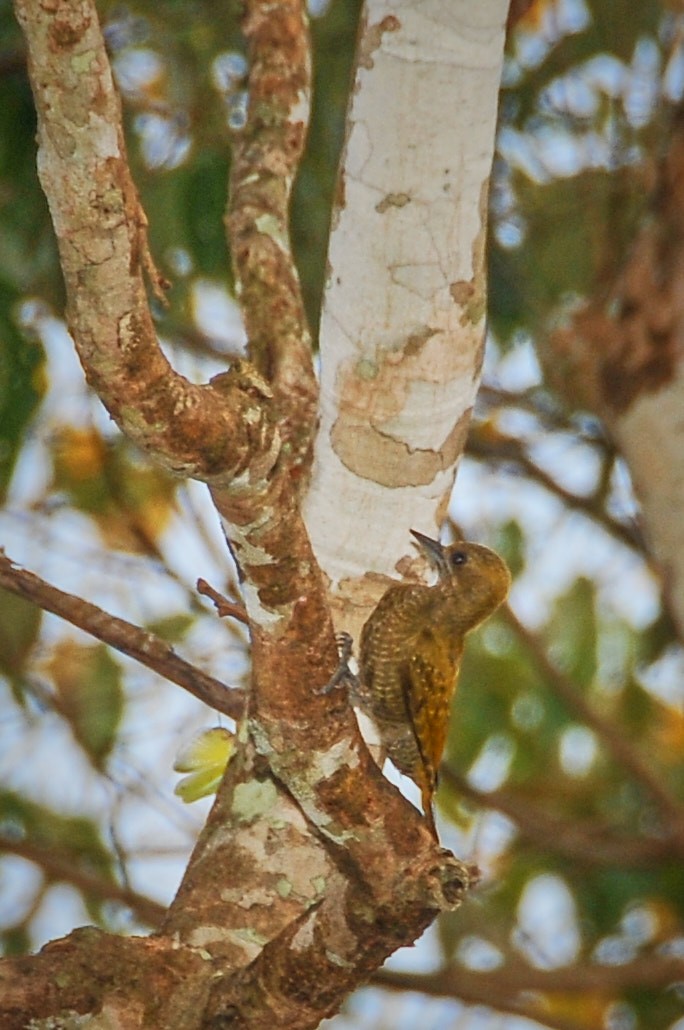 Little Woodpecker - ML631499269