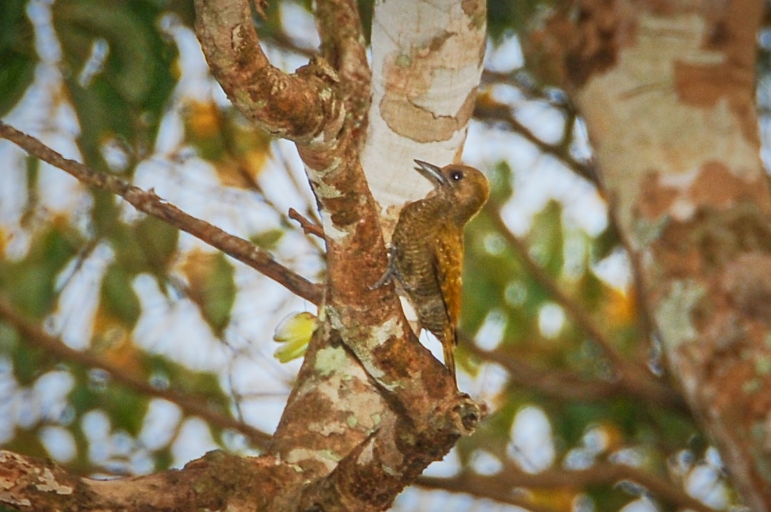 Little Woodpecker - ML631499270