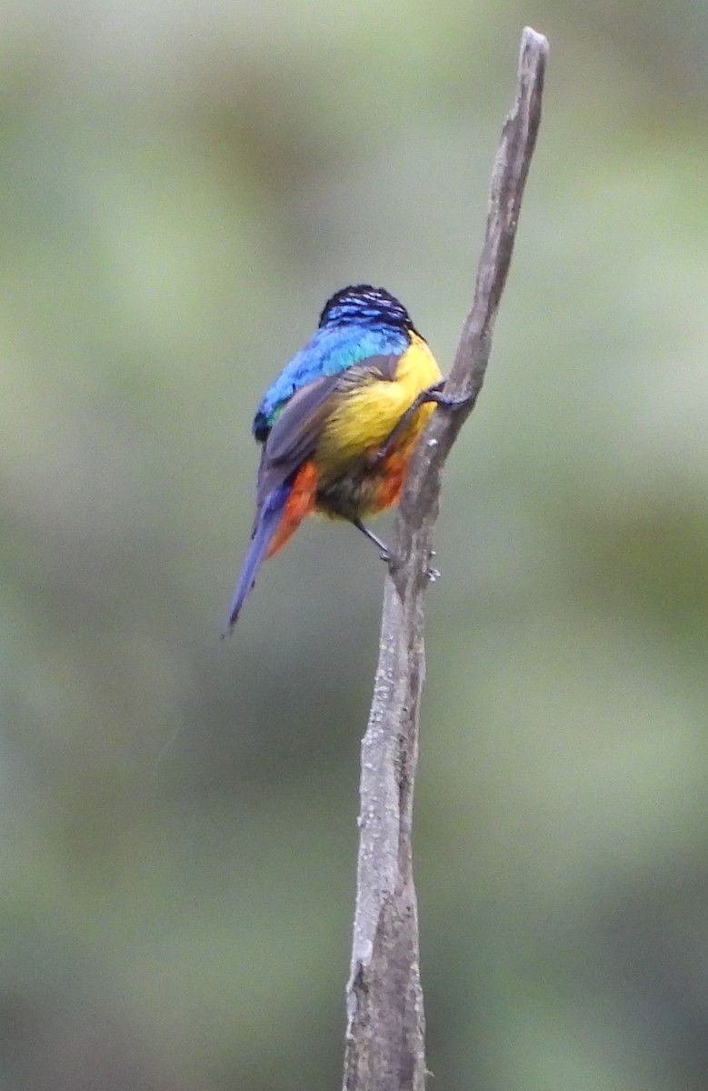 Regal Sunbird - ML631499350