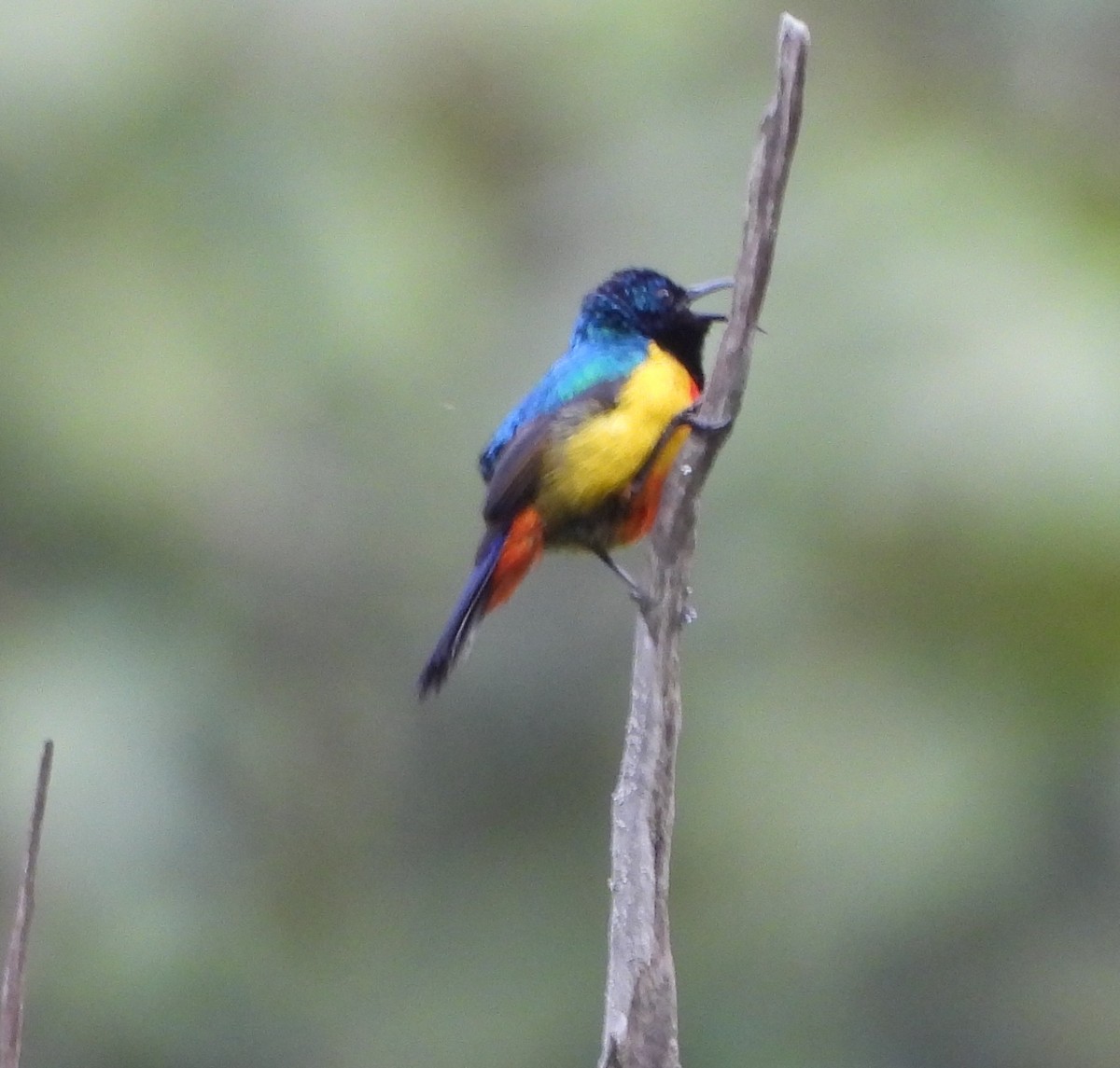 Regal Sunbird - ML631499352