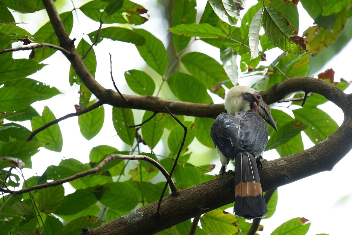 Luzon Hornbill - ML631499402