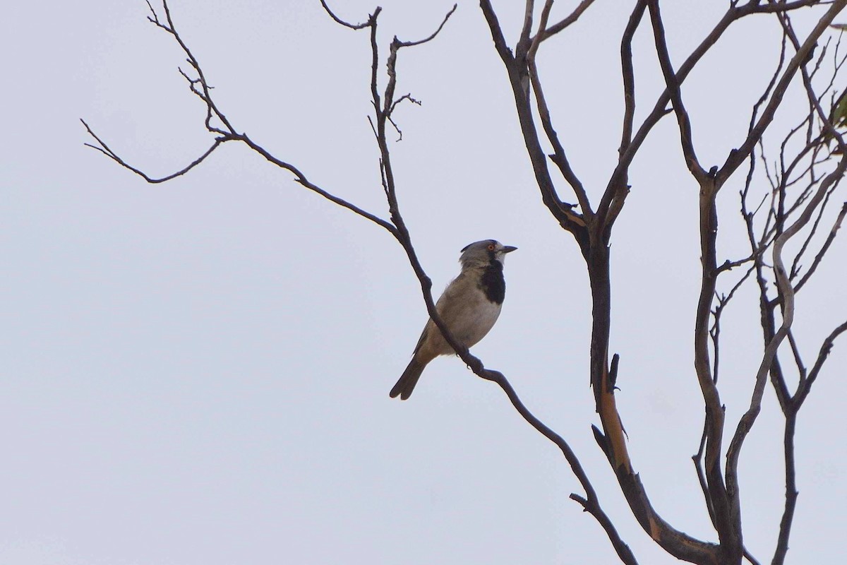 Crested Bellbird - ML631499420