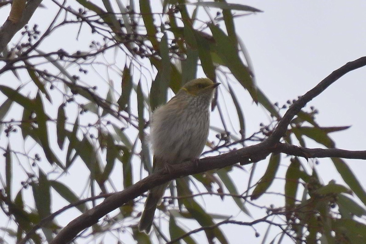 Yellow-plumed Honeyeater - ML631499481