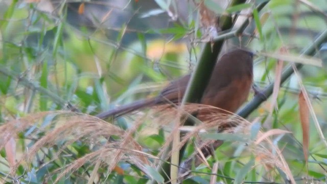 Rufous Babbler - ML631499572