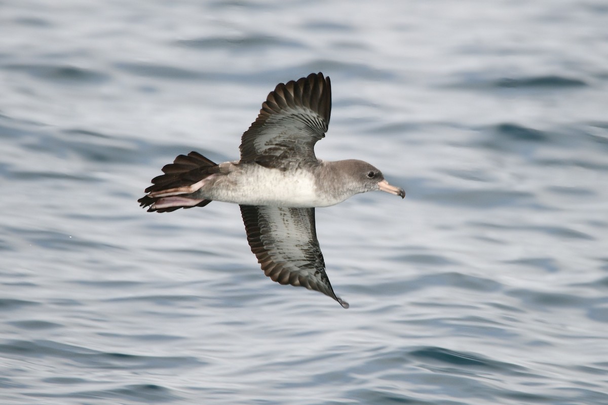 Pink-footed Shearwater - ML631499589