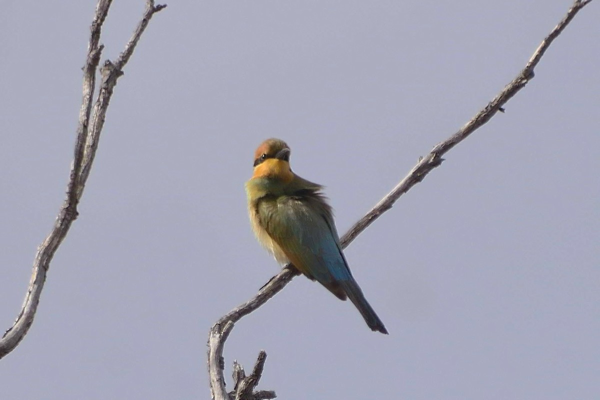 Rainbow Bee-eater - ML631499592