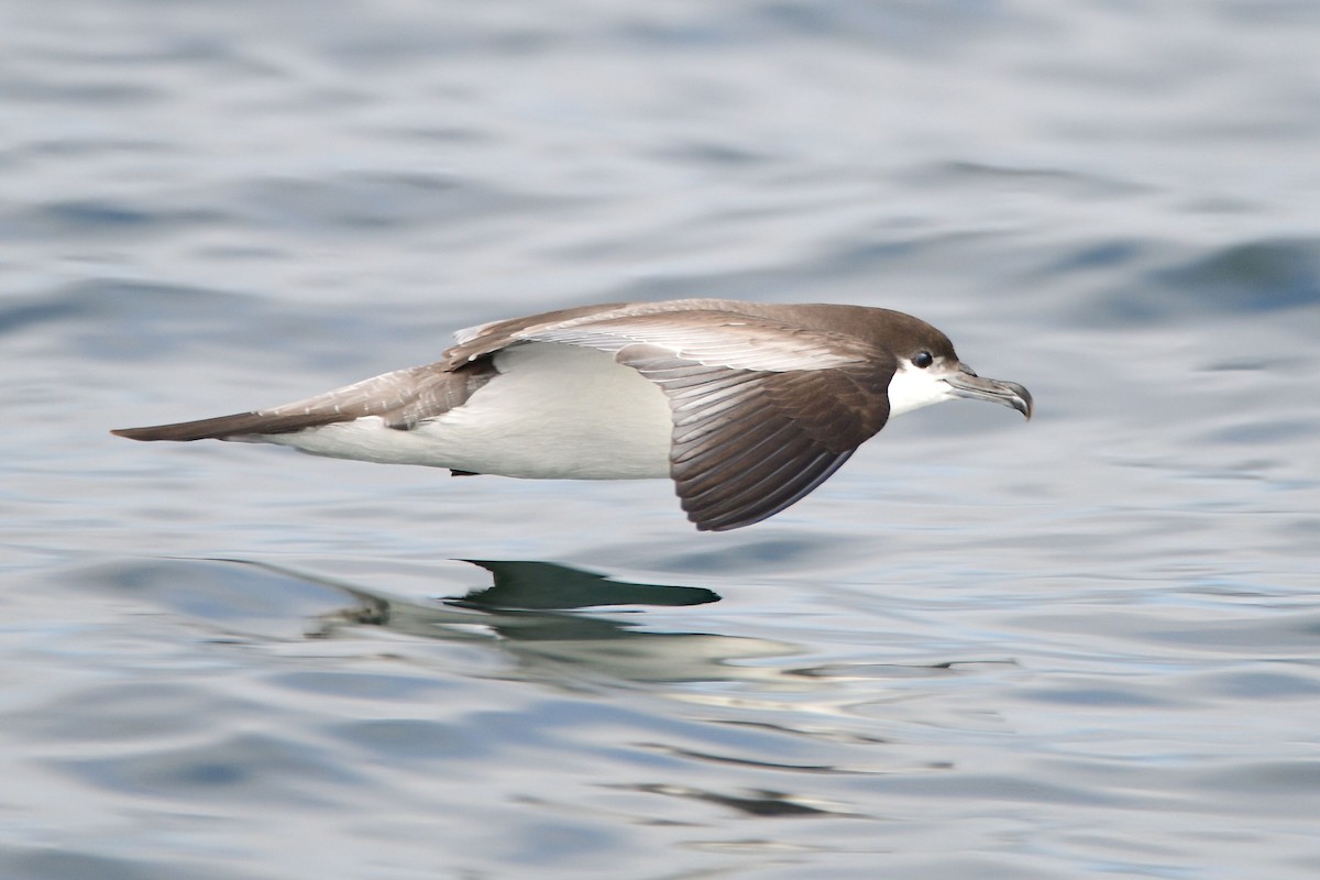 Buller's Shearwater - ML631499593