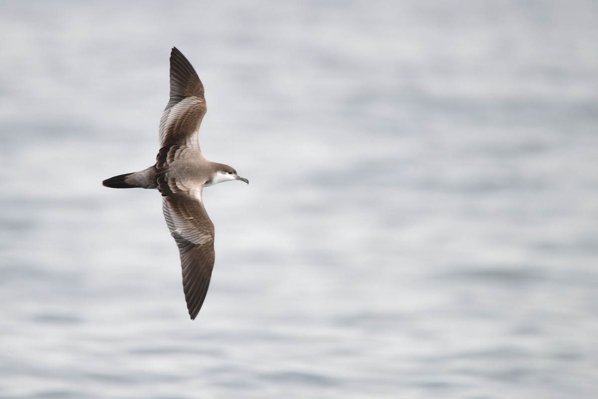 Buller's Shearwater - ML631499594