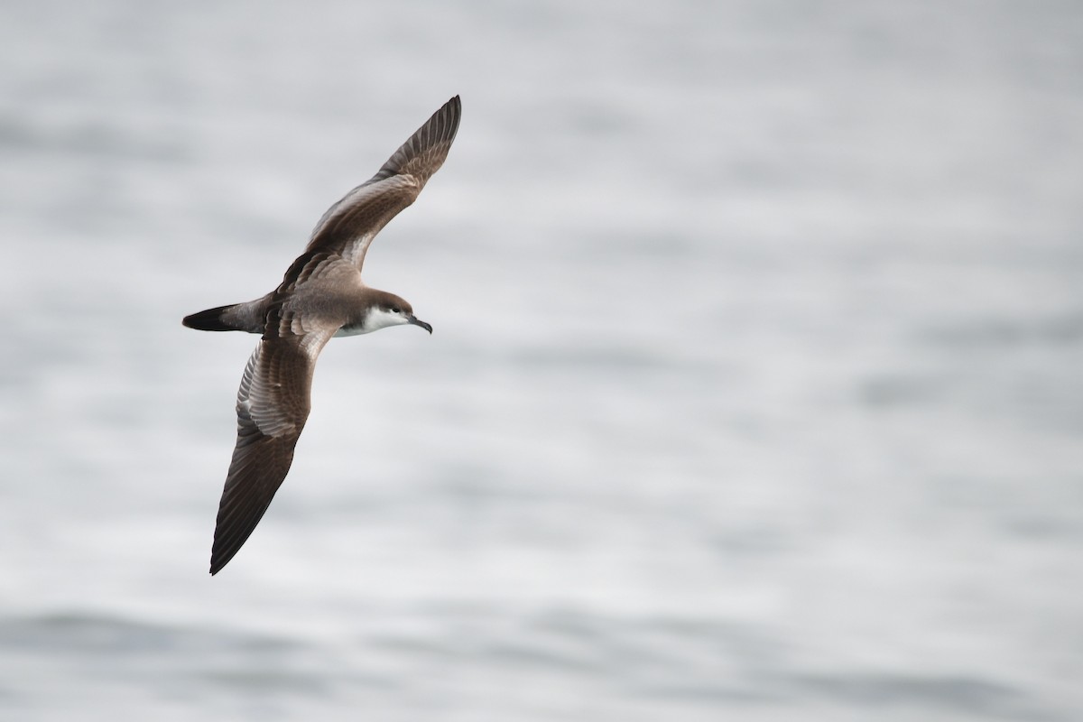 Buller's Shearwater - ML631499595