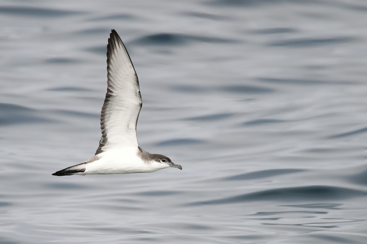 Buller's Shearwater - ML631499596