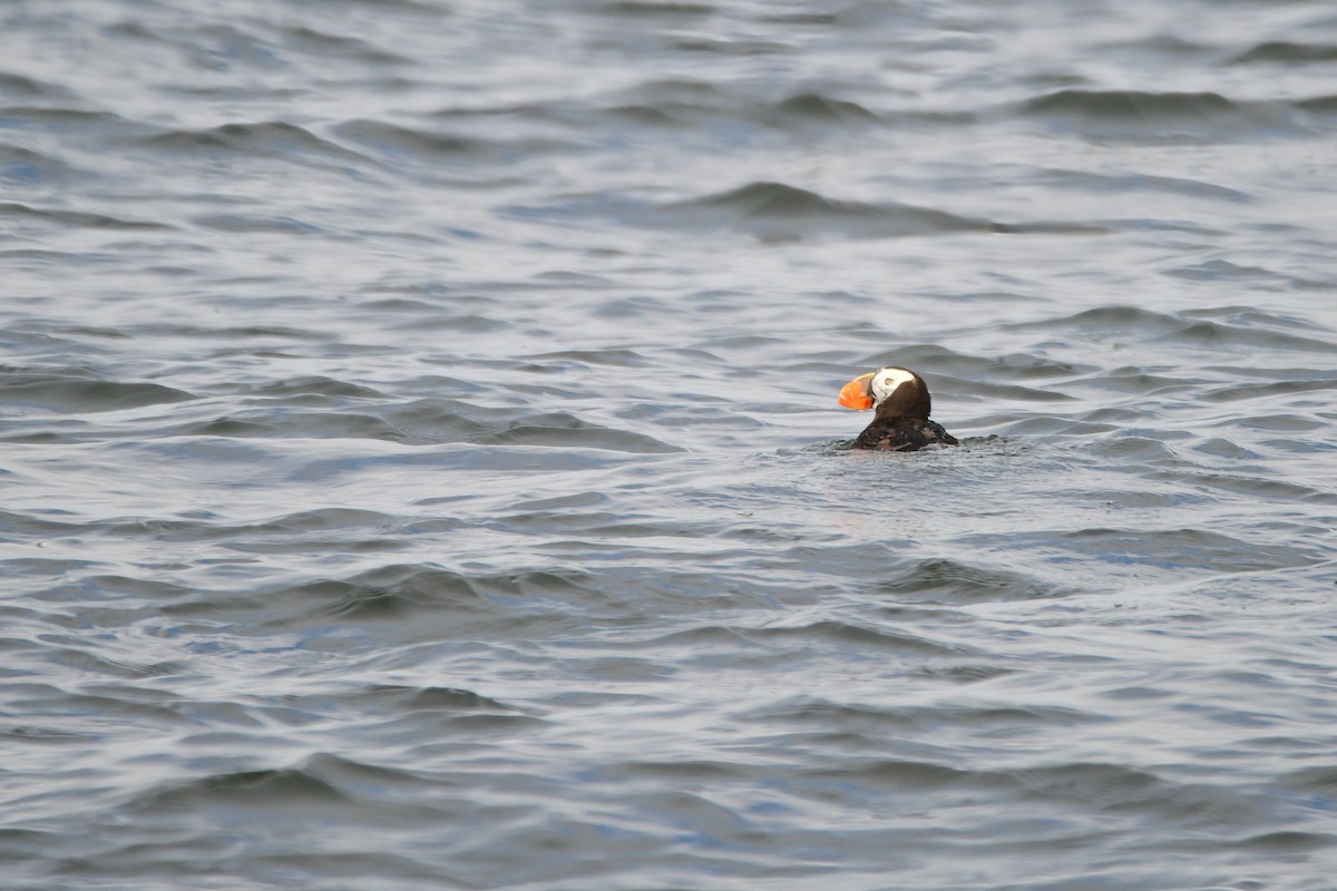 Tufted Puffin - ML631499611