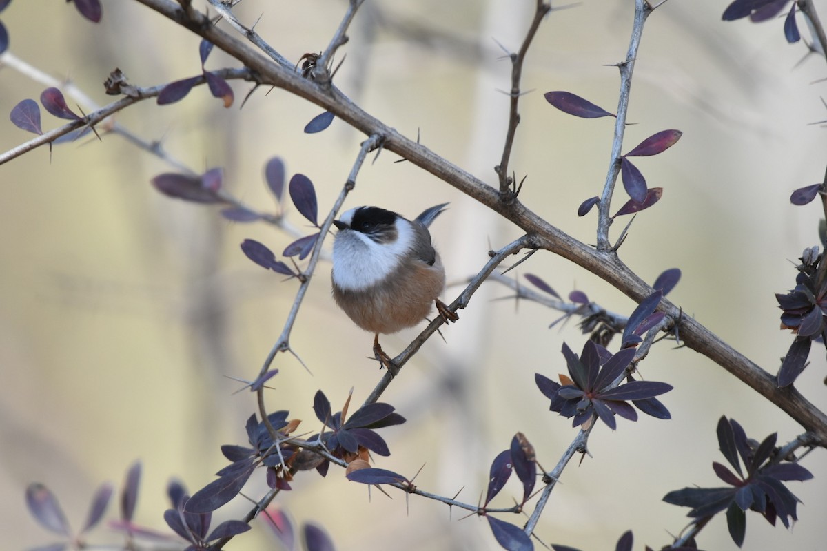 White-throated Tit - ML631499633