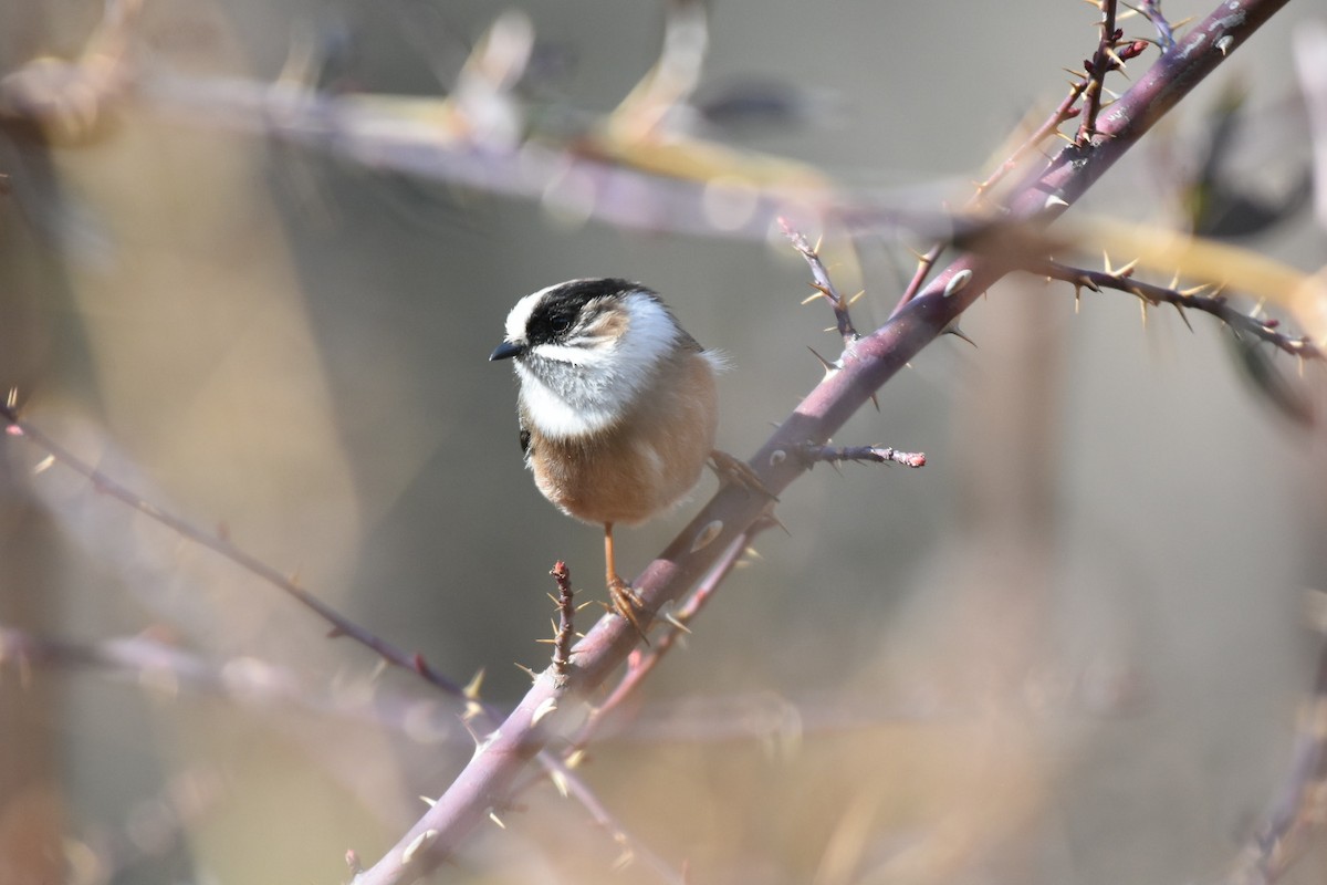 White-throated Tit - ML631499634