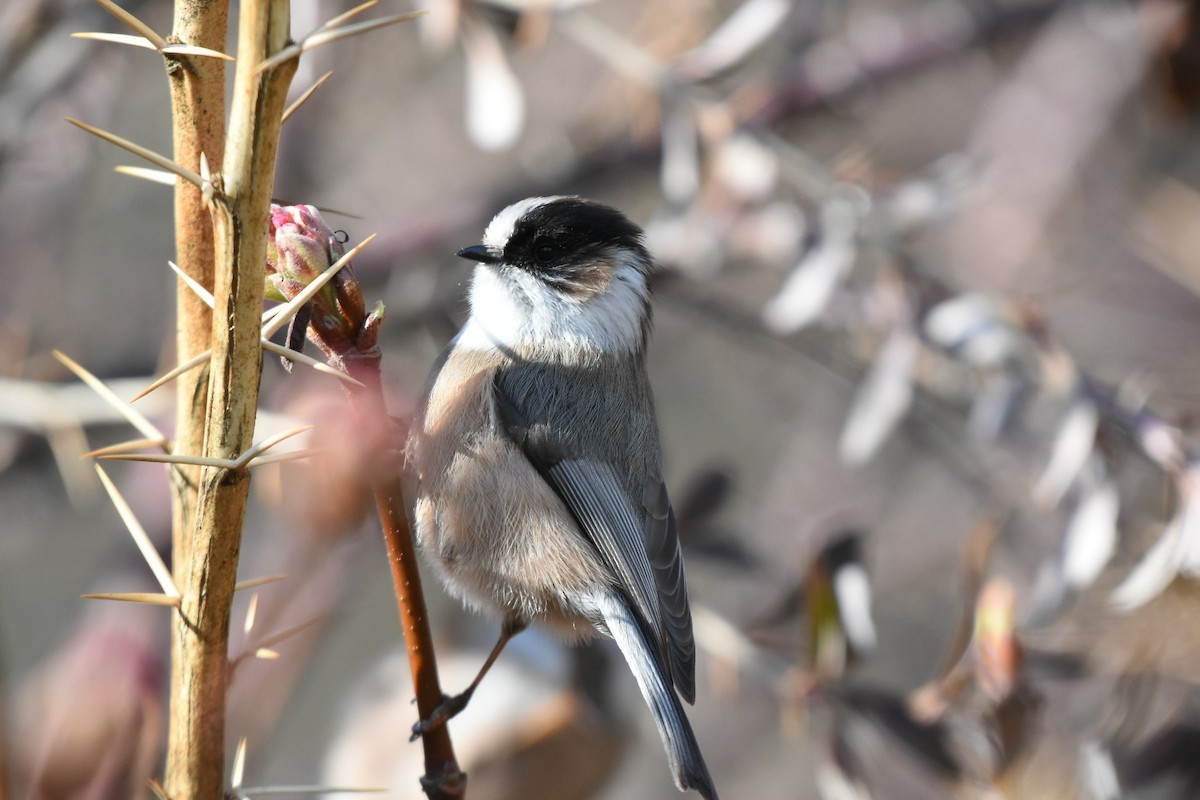 White-throated Tit - ML631499635