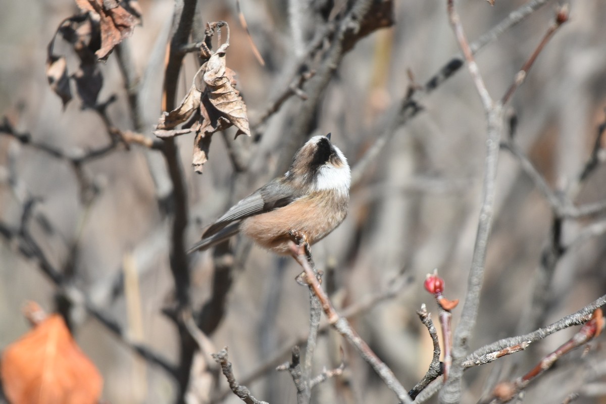 White-throated Tit - ML631499636