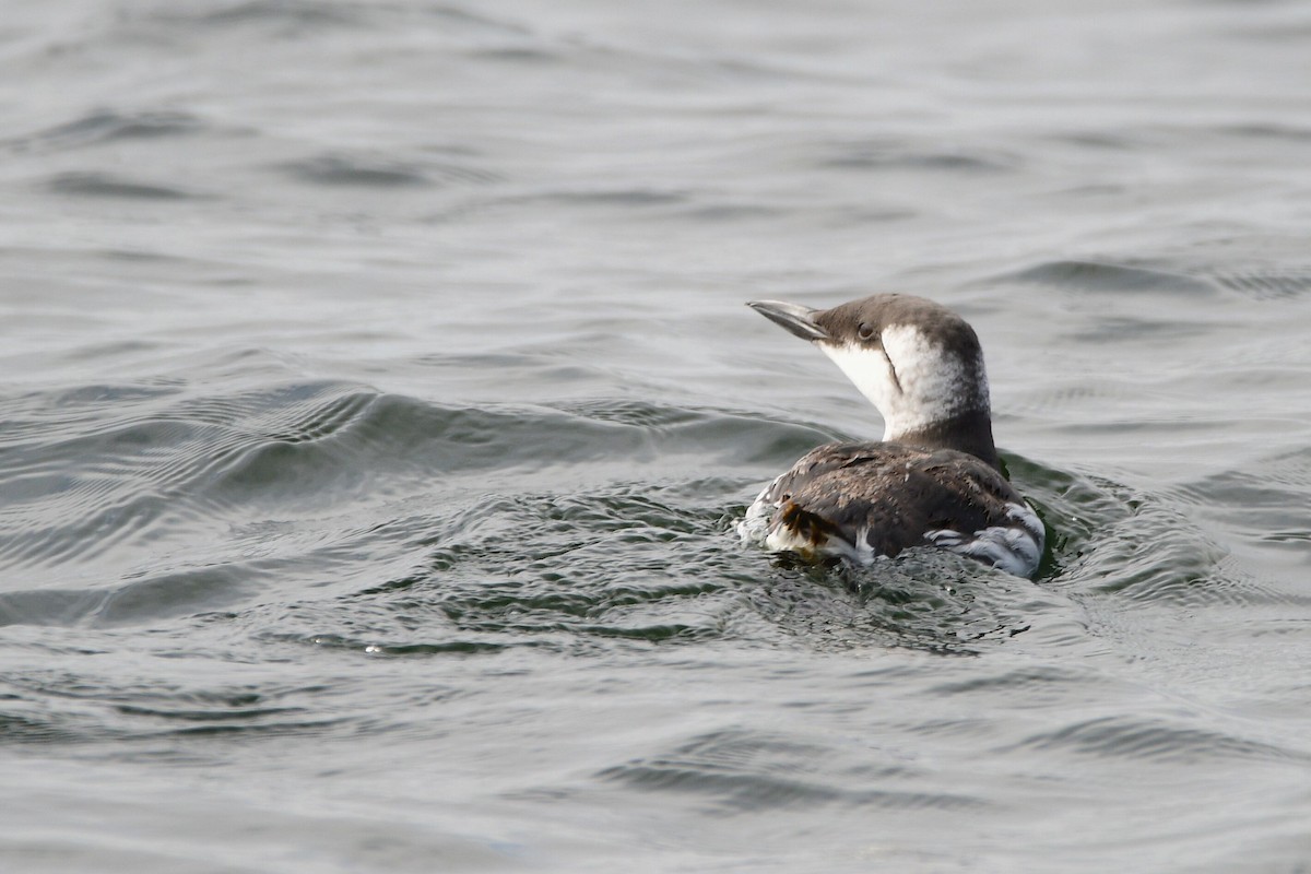 Common Murre - ML631499650