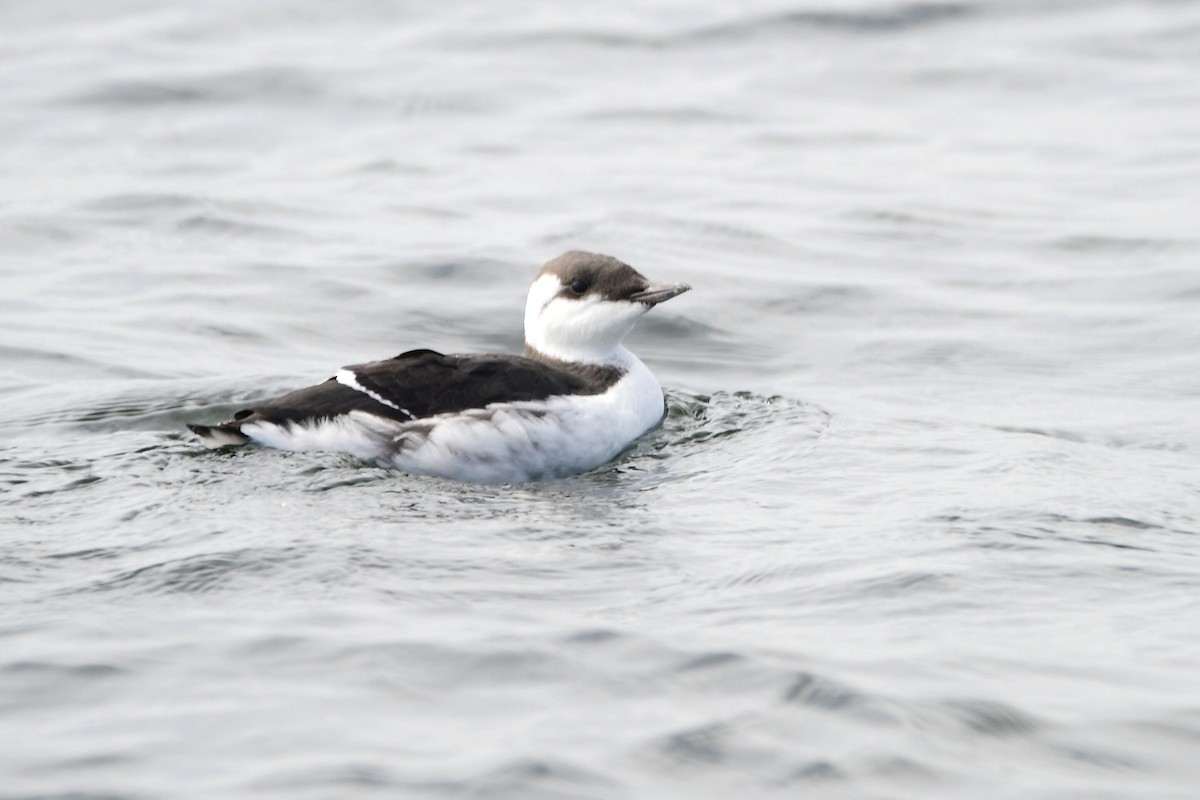 Common Murre - ML631499654