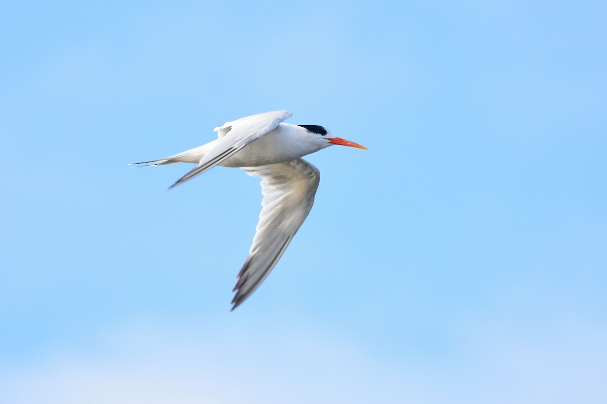 Elegant Tern - ML631499668