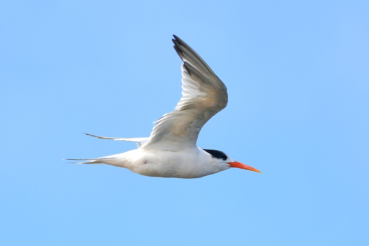 Elegant Tern - ML631499669