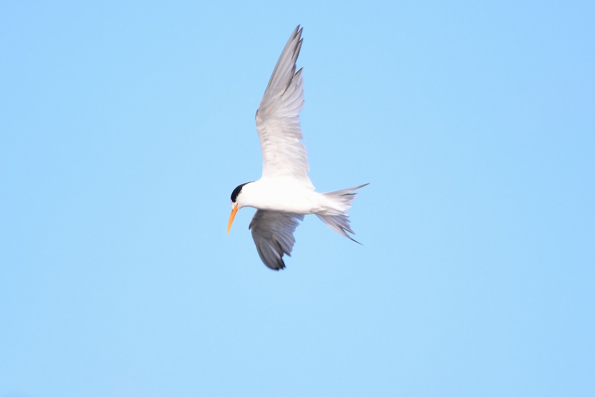 Elegant Tern - ML631499670