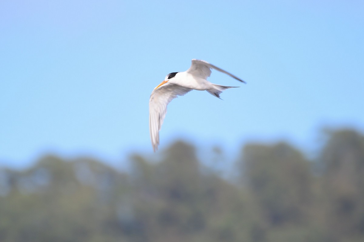 Elegant Tern - ML631499671