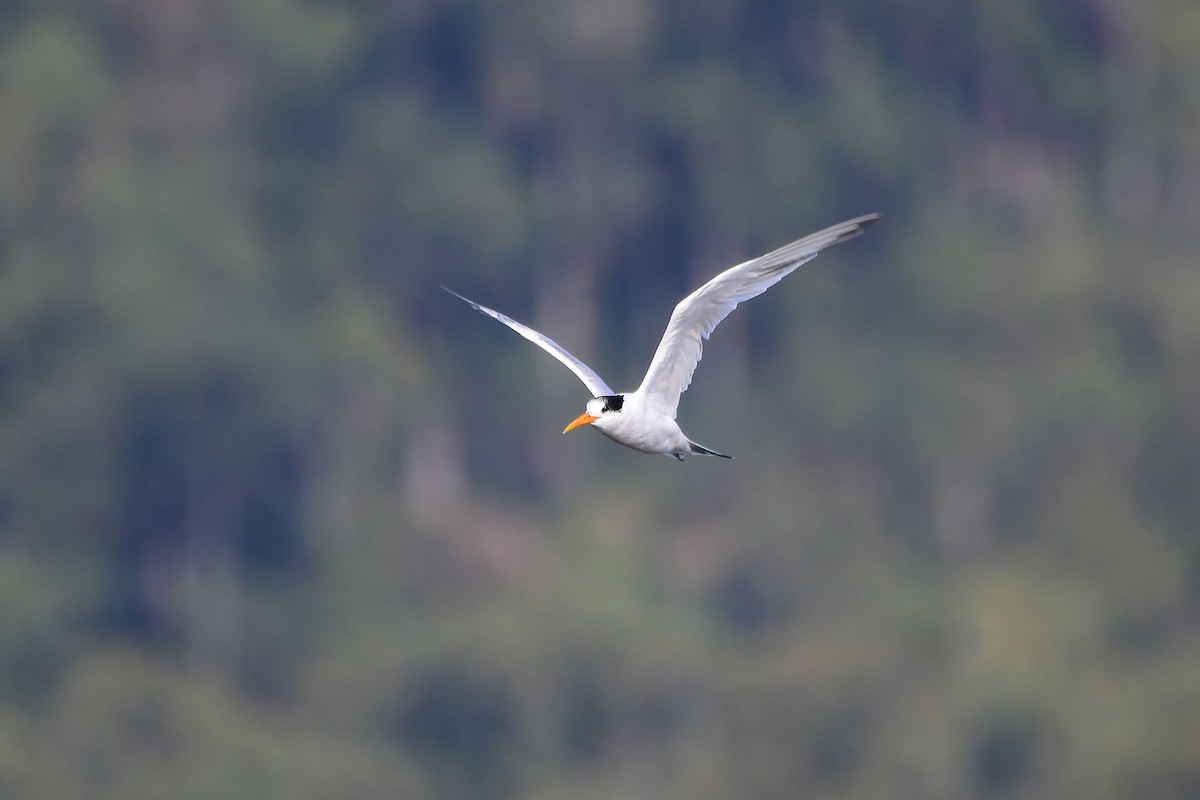 Elegant Tern - ML631499672