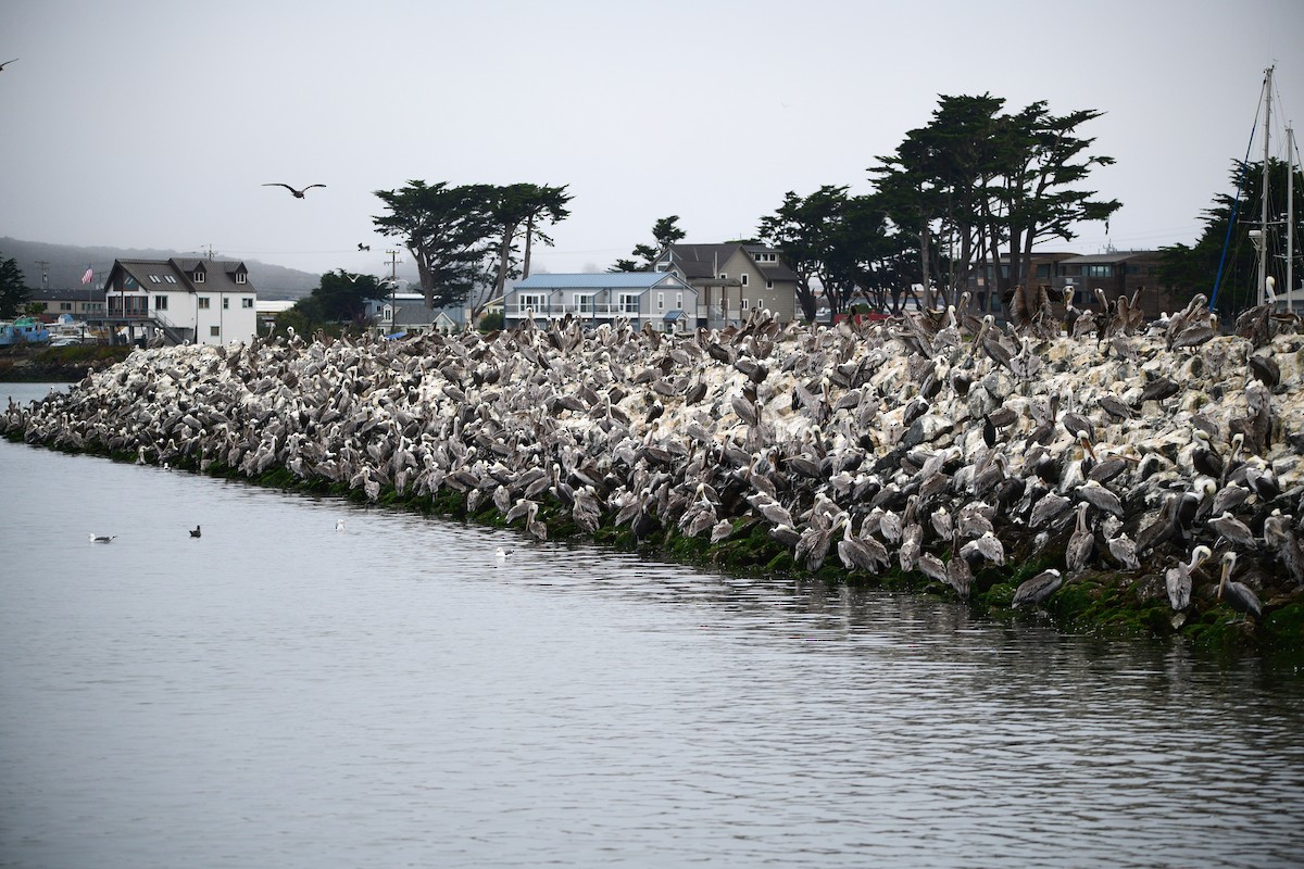 Brown Pelican (California) - ML631499675