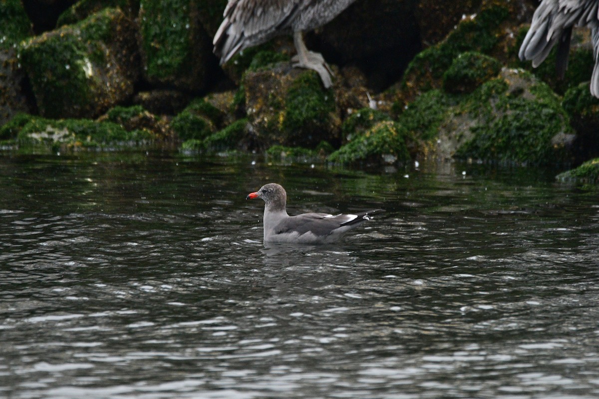 Heermann's Gull - ML631499676