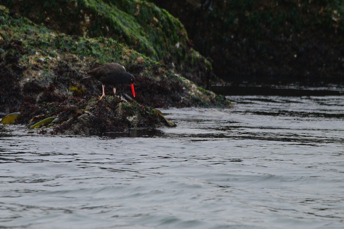 Black Oystercatcher - ML631499693