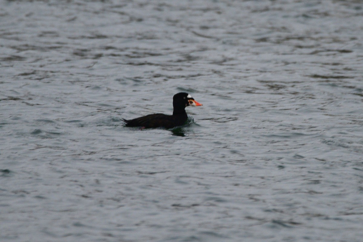 Surf Scoter - ML631499702