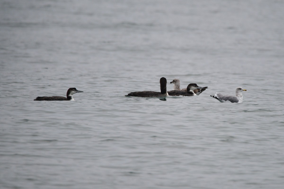Common Loon - ML631499707