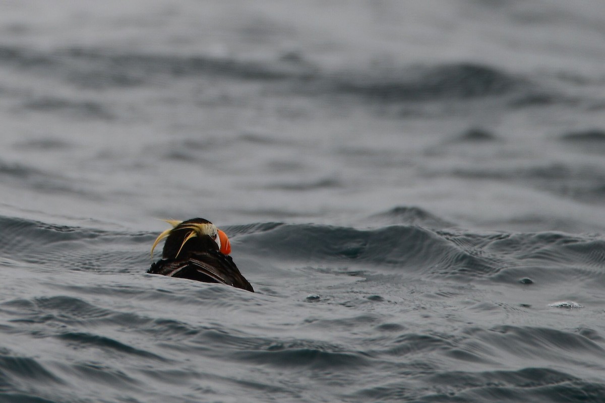 Tufted Puffin - ML631499714