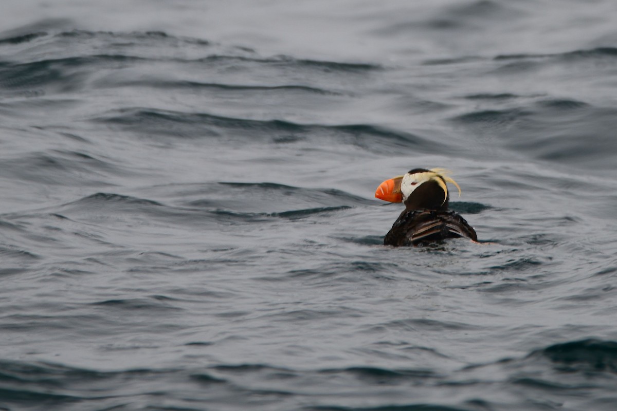 Tufted Puffin - ML631499715