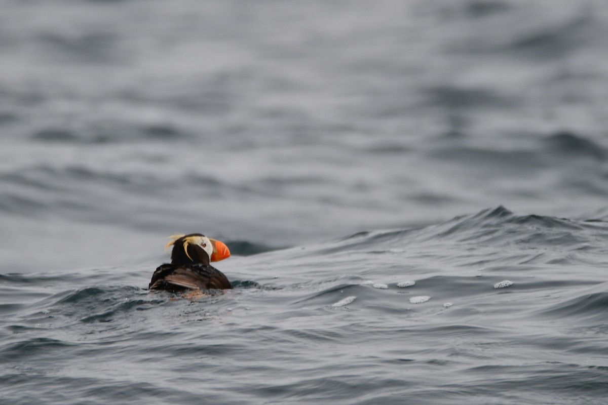 Tufted Puffin - ML631499716