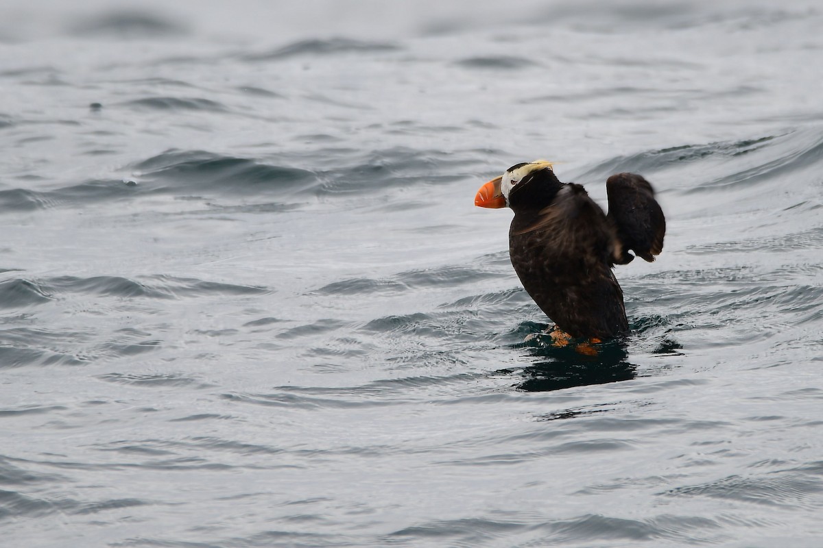 Tufted Puffin - ML631499717
