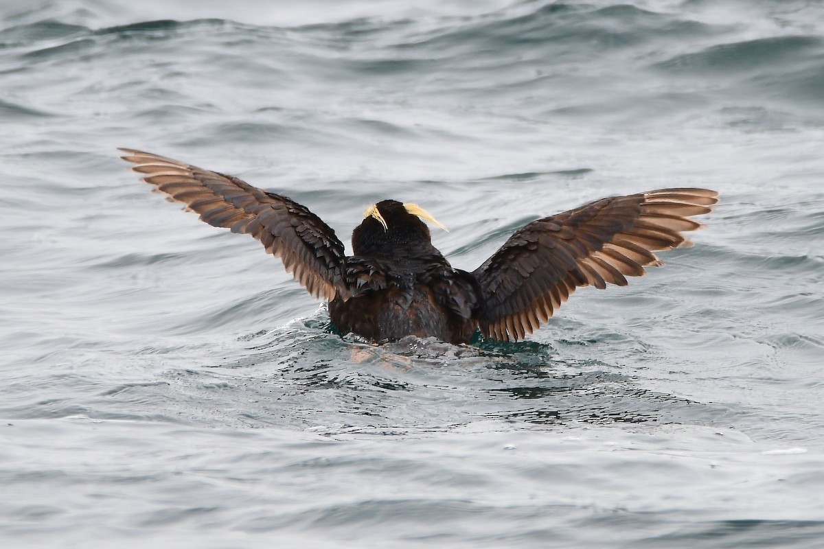 Tufted Puffin - ML631499718