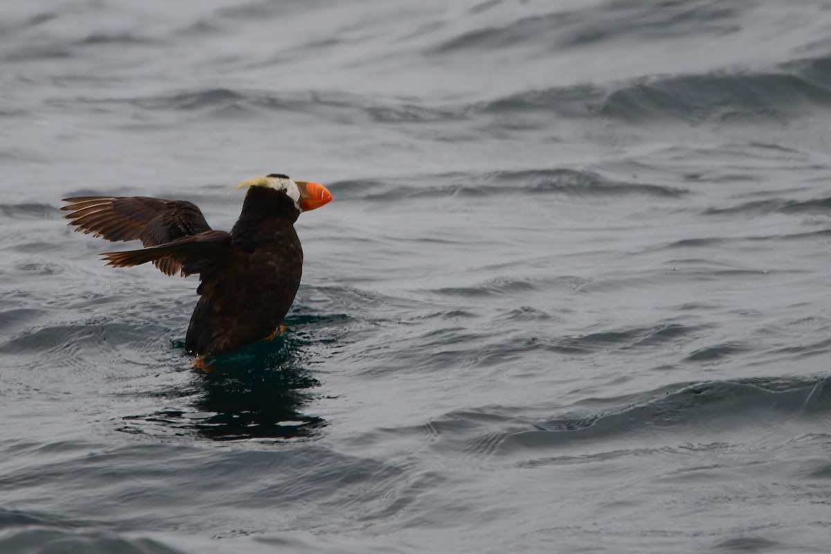 Tufted Puffin - ML631499719