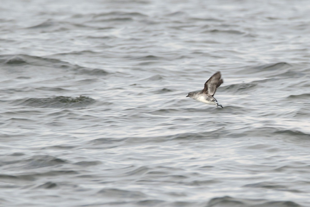 Cassin's Auklet - ML631499727