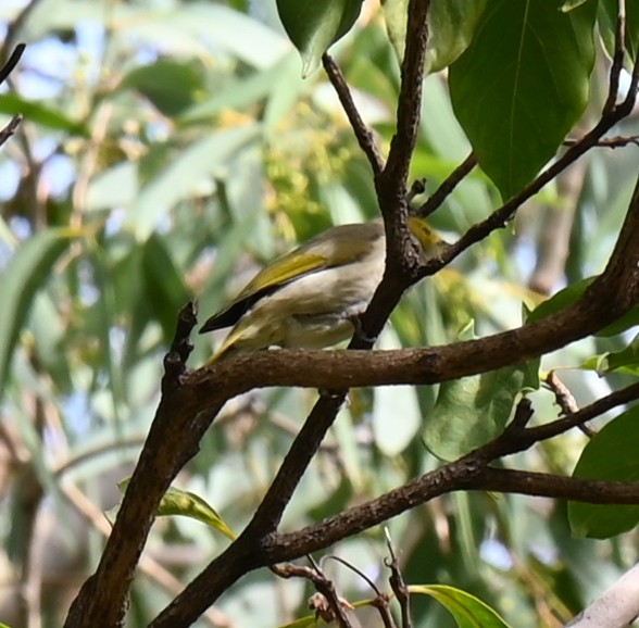 White-plumed Honeyeater - ML631499746