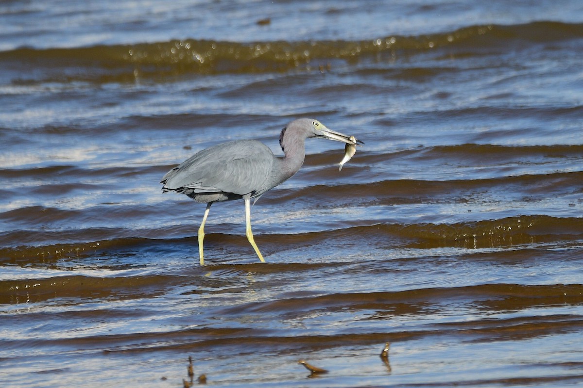 Little Blue Heron - ML631499764