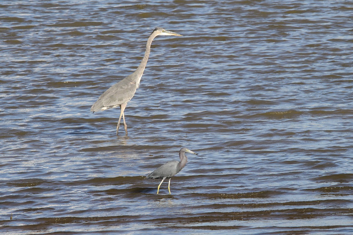 Little Blue Heron - ML631499767