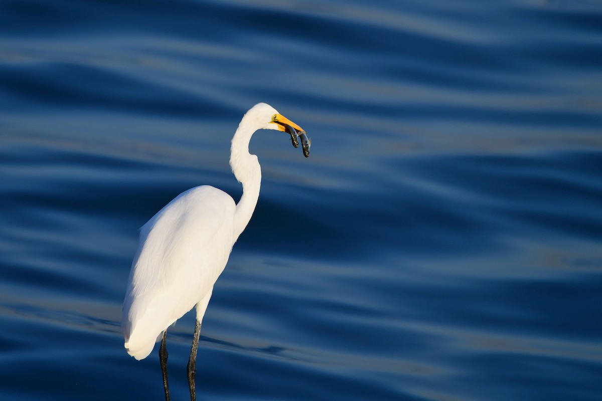 Great Egret - ML631499778