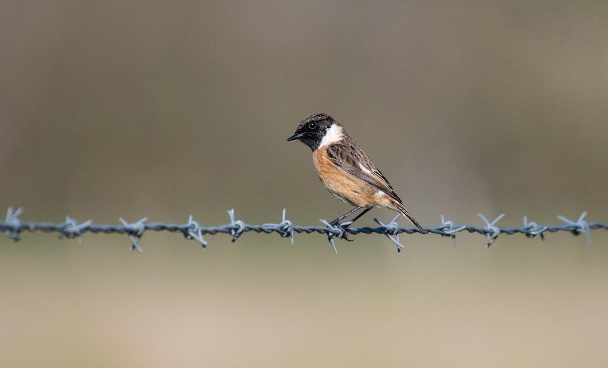 Tarabilla Europea - ML631499832