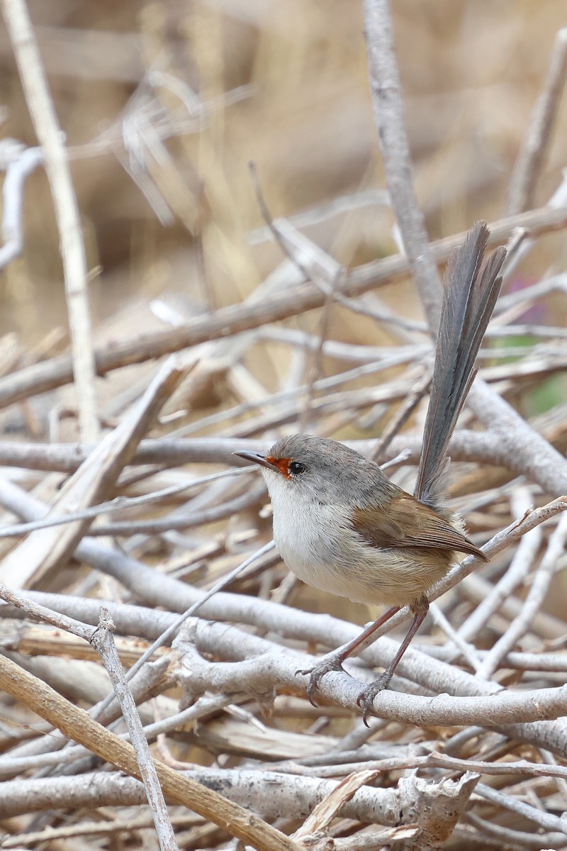 Red-winged Fairywren - ML631499864