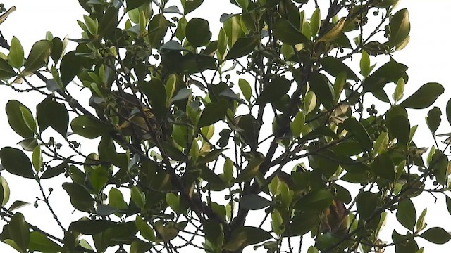 Gray-fronted Green-Pigeon - ML631499891