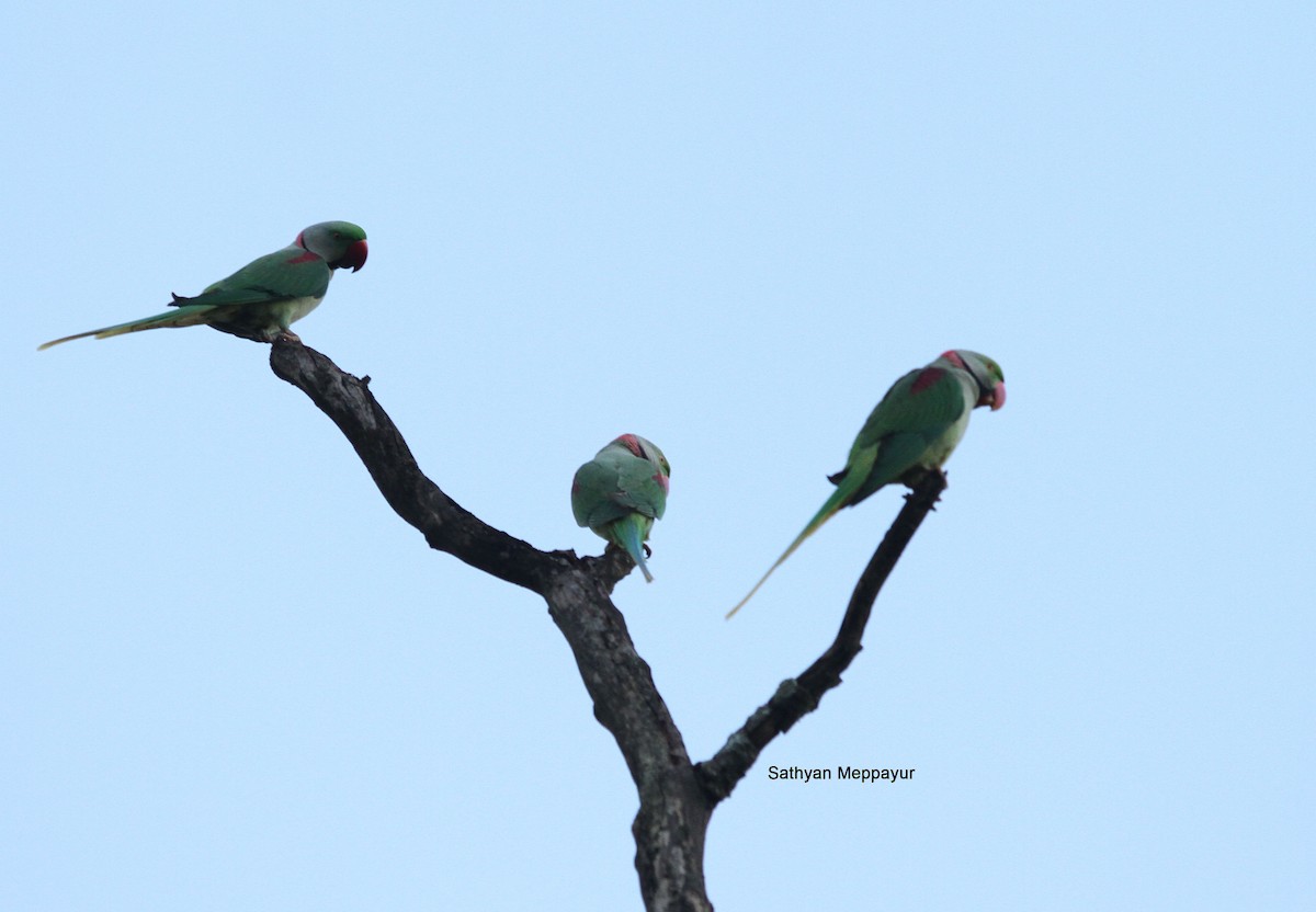 Alexandrine Parakeet - ML63150001