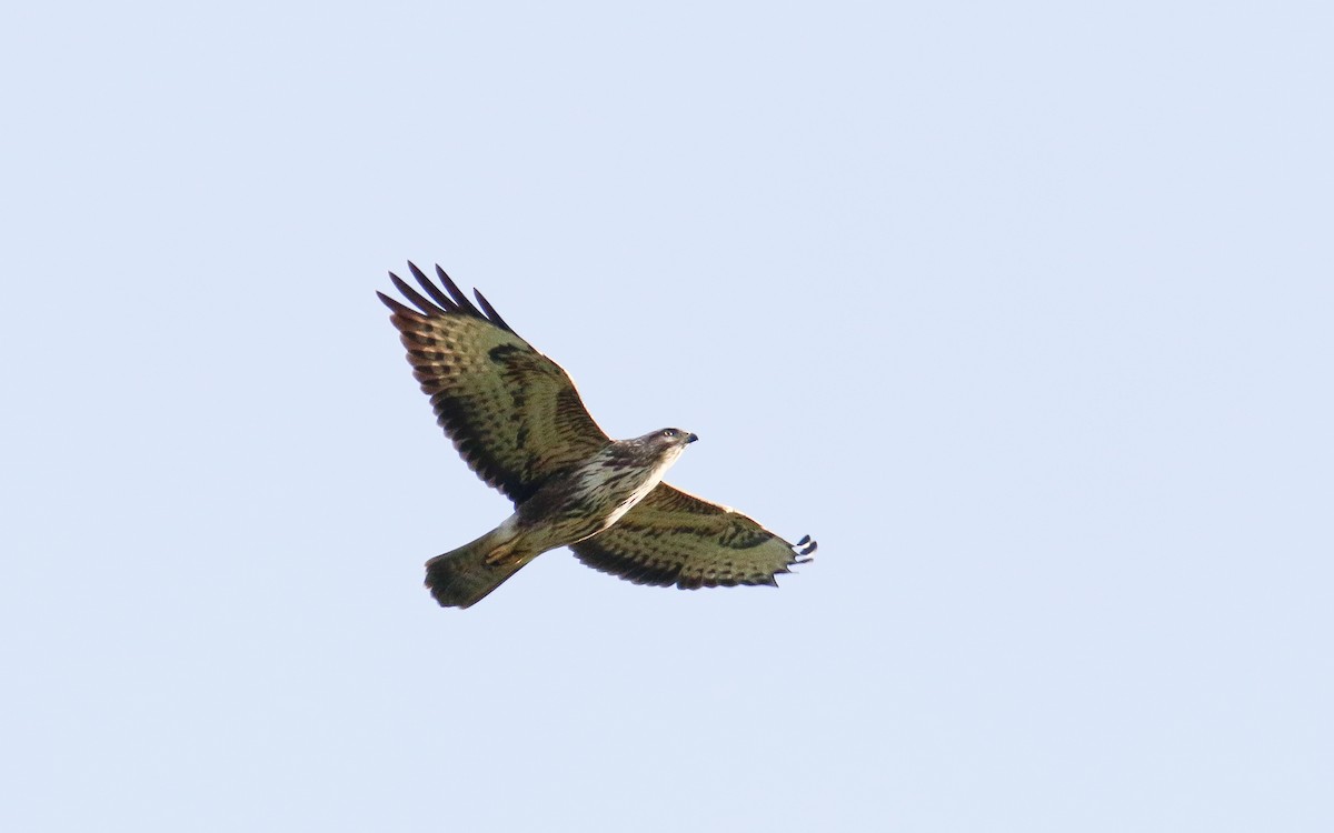 Buse variable (rothschildi) - ML631500052